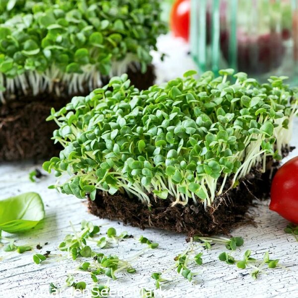 Basil Microgreens Seeds