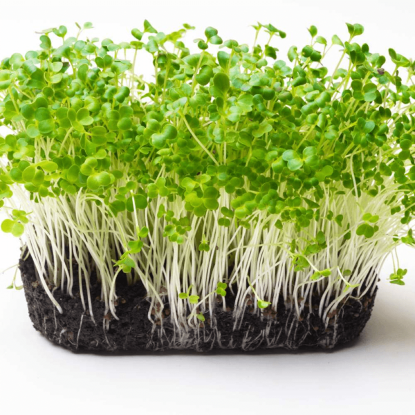 Pac Choi Microgreens