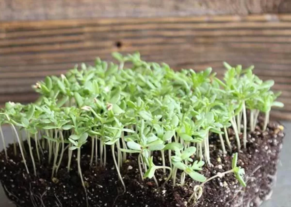 Shungiku Microgreens