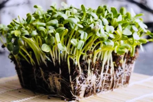 Sunflower Shoots Microgreens