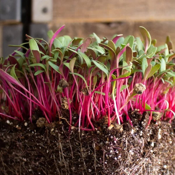 Red Chard Microgreens