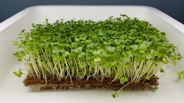 Kale Microgreen Seeds