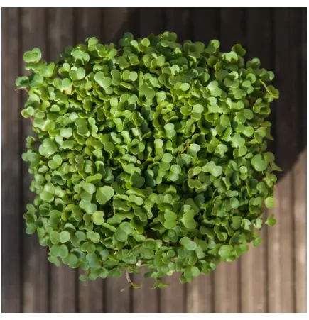 Arugula Microgreens