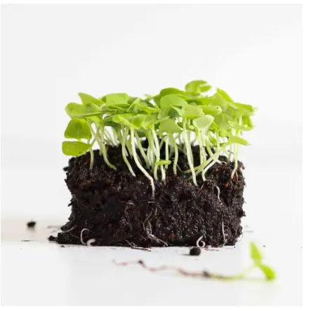 Basil Microgreens