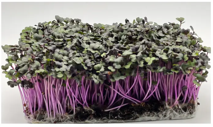 Beet Microgreens