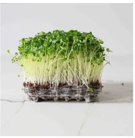 Broccoli Microgreens