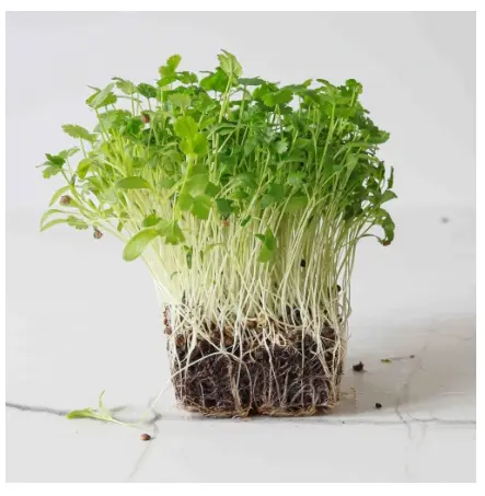 Cilantro Microgreens