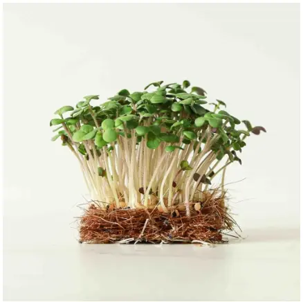 Mustard Microgreens