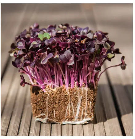 Radish Microgreens