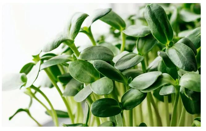 Sunflower microgreens