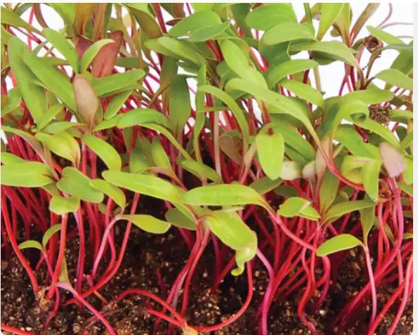 Swiss Chard Microgreens