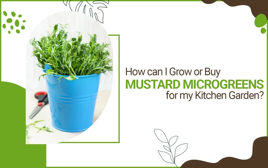 mustard microgreens