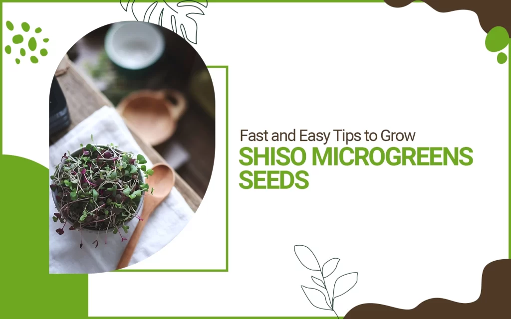 shiso microgreen seeds