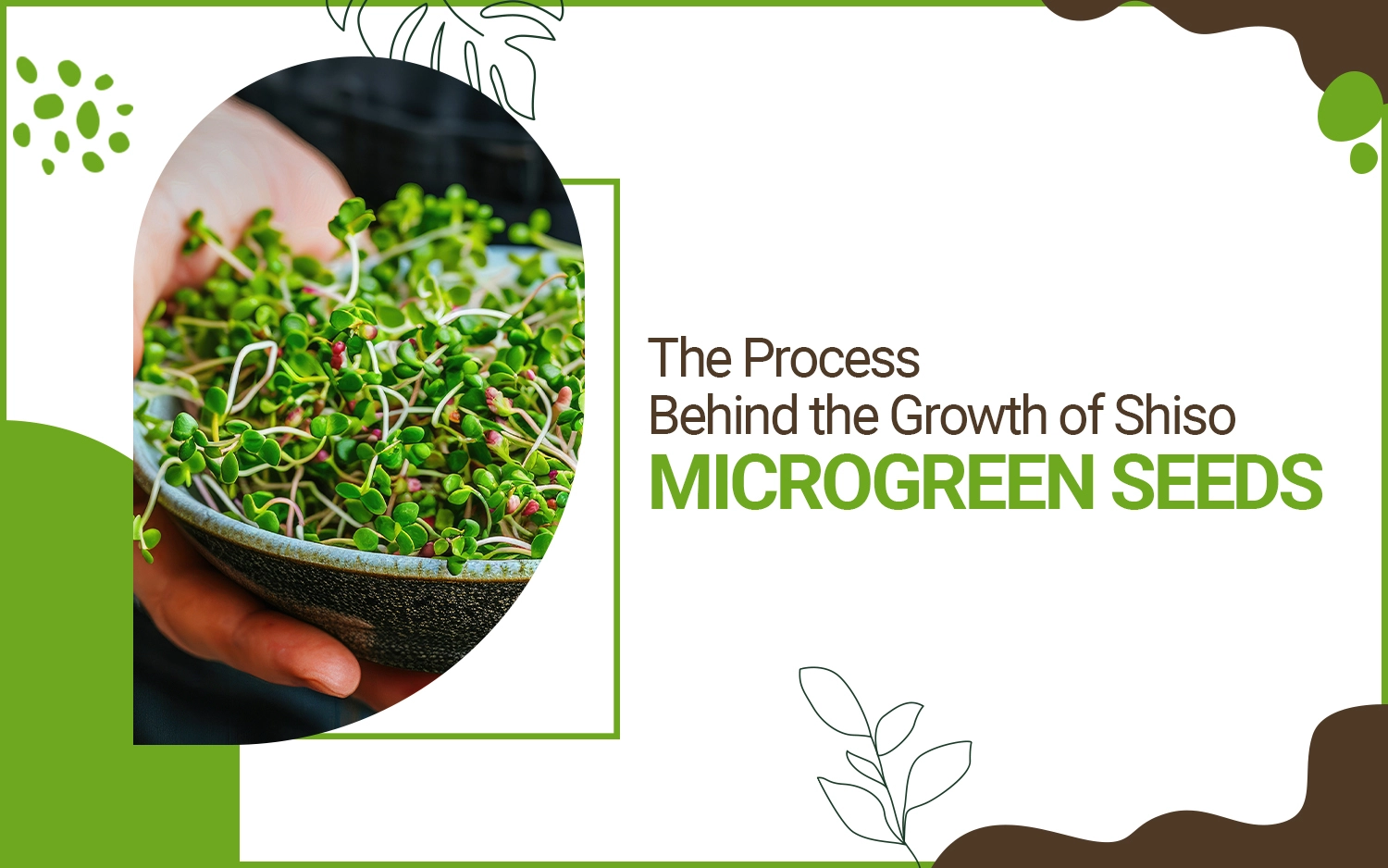 Shiso Microgreen Seeds