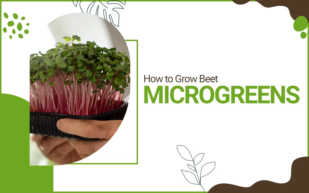 Beet Microgreens Seeds