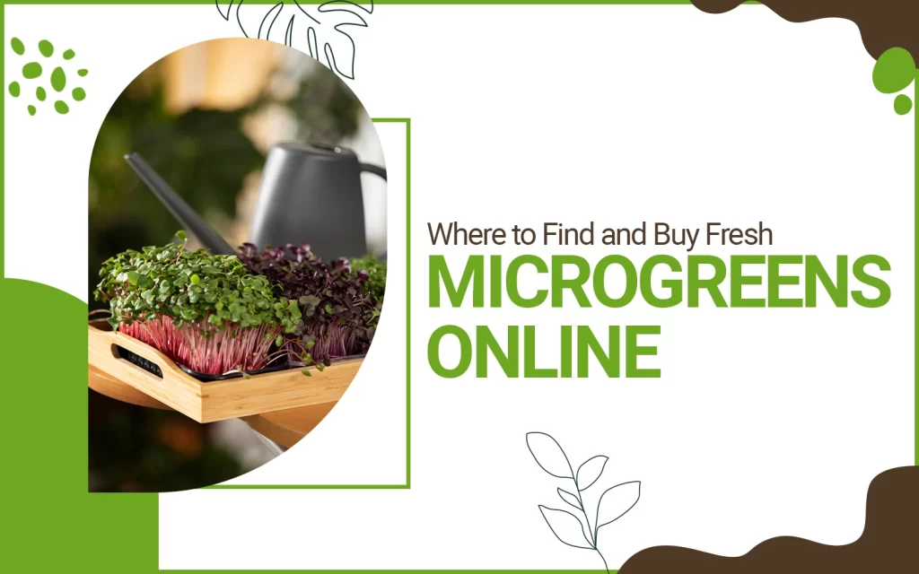 buy fresh microgreens